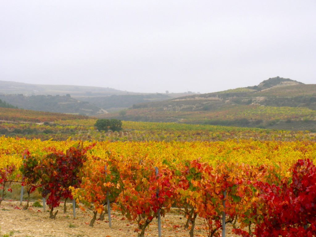 vigne-rioja