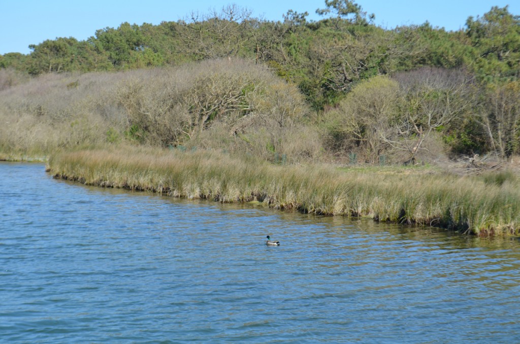 Parc Izadia Canard