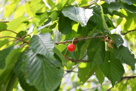 Itxassou Fête de la Cerise